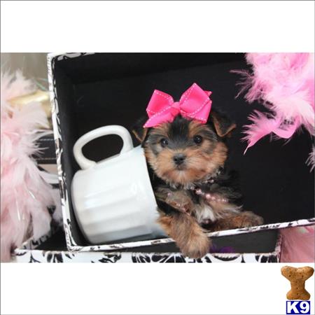 gpupies20 Picture 2
